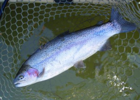 大安トラウトレイク 釣果