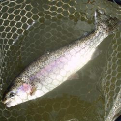 大安トラウトレイク 釣果