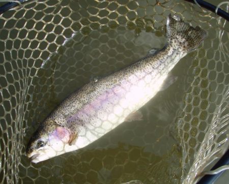 大安トラウトレイク 釣果