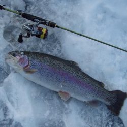 大安トラウトレイク 釣果