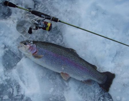 大安トラウトレイク 釣果