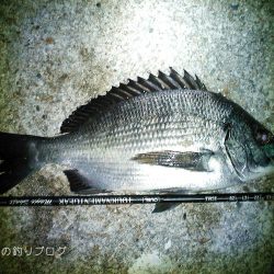 初釣りは小チヌゲット！