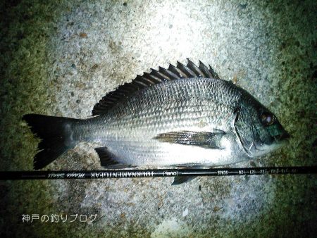 初釣りは小チヌゲット！