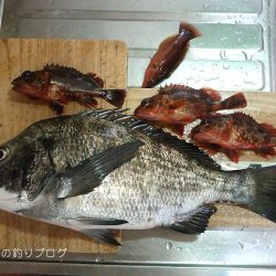 極寒のチヌ釣り