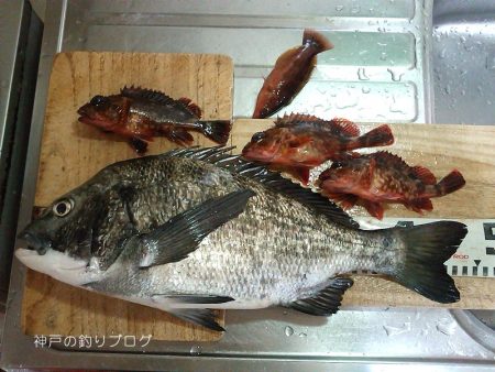 極寒のチヌ釣り