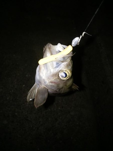 泉南へランガン～