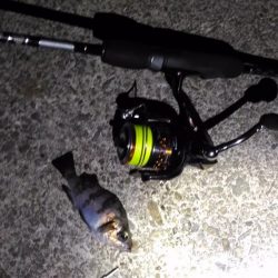 極寒メバリング