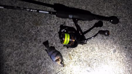 極寒メバリング