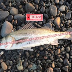 久能でシーバスとヒラメ、焼津港では太刀魚が釣れました