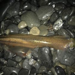 石津浜　ヤリイカまだまだ釣れます。湾内では…