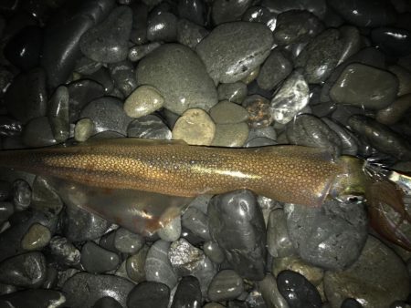 石津浜　ヤリイカまだまだ釣れます。湾内では…