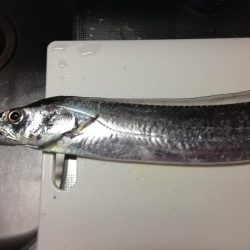 太刀魚とカサゴ