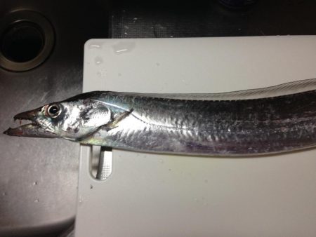 太刀魚とカサゴ