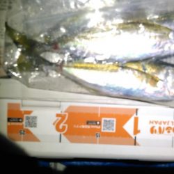 メバルを見つけれずにいると中アジが来襲。