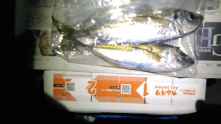 メバルを見つけれずにいると中アジが来襲。