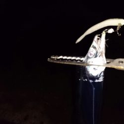 ◯やっとフィッシュオン