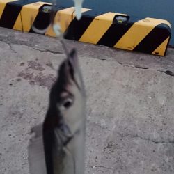 ⚫年明け湾奥タチウオ