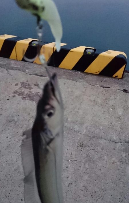 ⚫年明け湾奥タチウオ