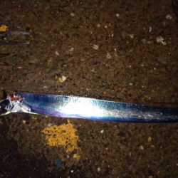 ◯これで今シーズン本当に最後