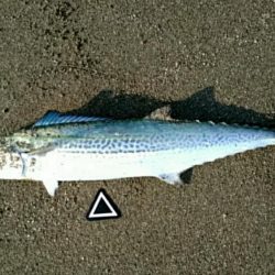 午前不発、午後パッパ！