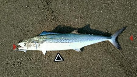 午前不発、午後パッパ！