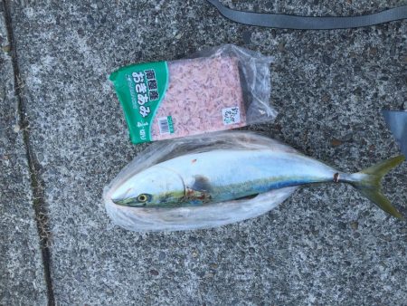 今年初の小浦一文字