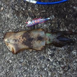 レブロス　ダイワのリールを使用したエギング情報　2017年4月カンパリ投稿まとめ