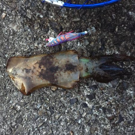 レブロス　ダイワのリールを使用したエギング情報　2017年4月カンパリ投稿まとめ