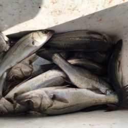 8時までは入れ食い