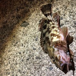 ジグヘッドでヘチ釣り