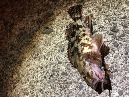 ジグヘッドでヘチ釣り