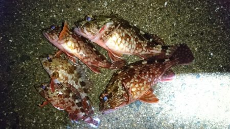 風がなかったので西浦を調査