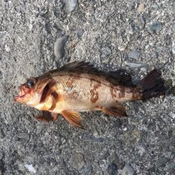 キャロメバリング