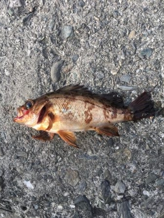 キャロメバリング