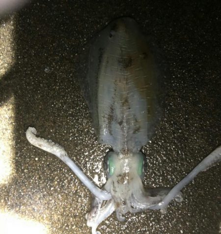 夜8時頃から寒いけど行って来ました。