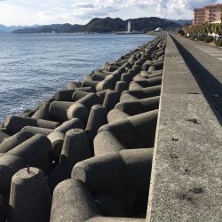 寒い中、ガシラ