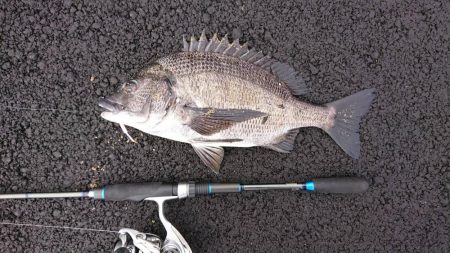 久々にお魚さんつれました。