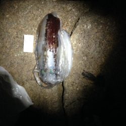 天気がよくてあまり寒く無さそうだったので