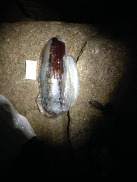 天気がよくてあまり寒く無さそうだったので