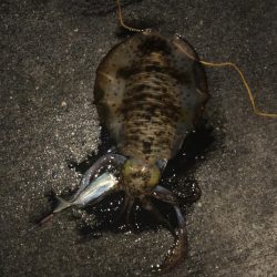 水温が低いので釣れたらいいけど！