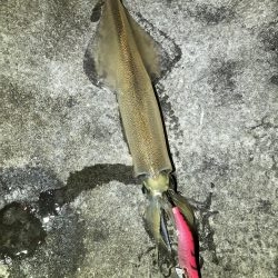 冬の風物詩ヤリイカを初GET!!