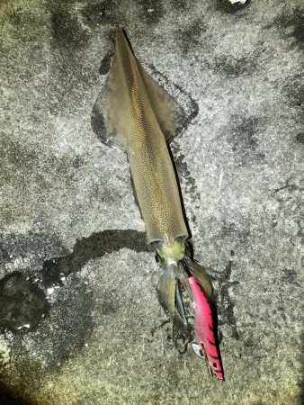 冬の風物詩ヤリイカを初GET!!