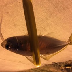 月と干潮で撃沈…からの〜