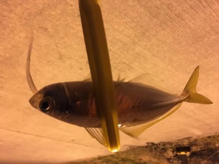 月と干潮で撃沈…からの〜