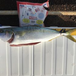 初青モノ 3回ヒット中2回バラし