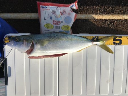 初青モノ 3回ヒット中2回バラし