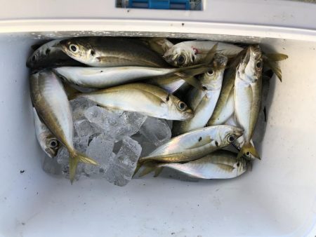 朝マヅメのアジング