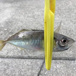 デイ・アジング