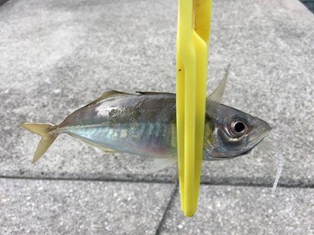 デイ・アジング