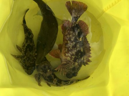 タイ稚魚、ガシラ(カサゴ)